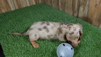 Sweetie's Boy 1 AKC, a male Miniature Dachshund for sale in Halfway, MO – 5 of 6