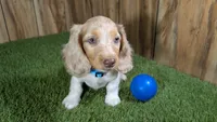 Sweetie Boy 4 AKC, a male Miniature Dachshund for sale in Halfway, MO – 2 of 5
