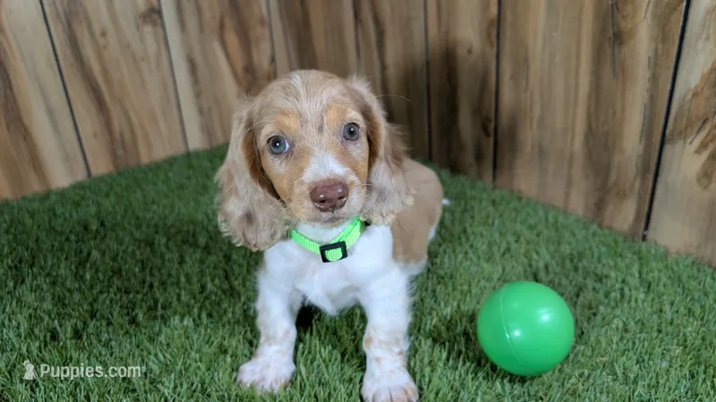 Sweetie Boy 5 AKC – Miniature Dachshund puppy for sale in Halfway, MO