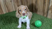 Sweetie Boy 5 AKC, a male Miniature Dachshund for sale in Halfway, MO – 1 of 5