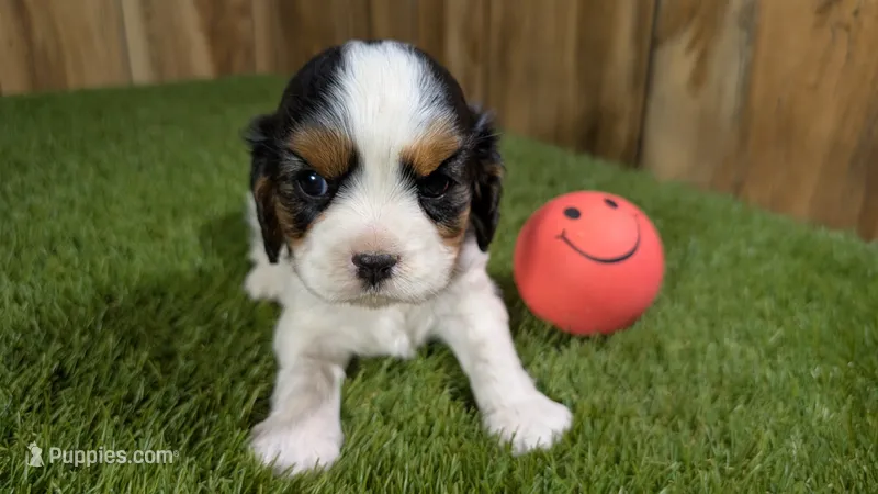 Boots Girl 1 – Cavalier King Charles Spaniel puppy for sale in Halfway, MO
