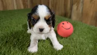 Boots Girl 1, a female Cavalier King Charles Spaniel for sale in Halfway, MO – 1 of 5