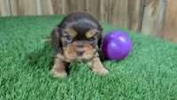 Boots Girl 3, a female Cavalier King Charles Spaniel for sale in Halfway, MO – 2 of 6