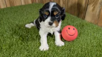 Gracie Girl 1, a male Cavalier King Charles Spaniel for sale in Halfway, MO – 2 of 5