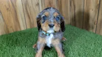Bertha Boy 2, a male Cavalier King Charles Spaniel for sale in Halfway, MO – Photo 1 of 5