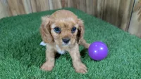 Mattie Girl 1, a female Cavalier King Charles Spaniel for sale in Halfway, MO – 2 of 5