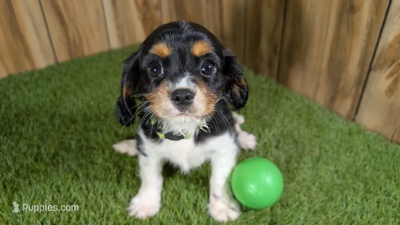 Bessie Boy 2 – Cavalier King Charles Spaniel puppy for sale in Halfway, MO