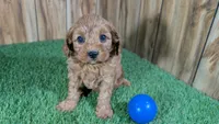 LaRae Boy 1, a male Cavapoo for sale in Halfway, MO – 2 of 4