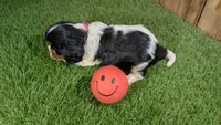 Hannah Girl 2, a female Cavalier King Charles Spaniel for sale in Halfway, MO – 3 of 6