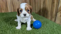 Lava Boy 1, a male Cavalier King Charles Spaniel for sale in Halfway, MO – 2 of 4