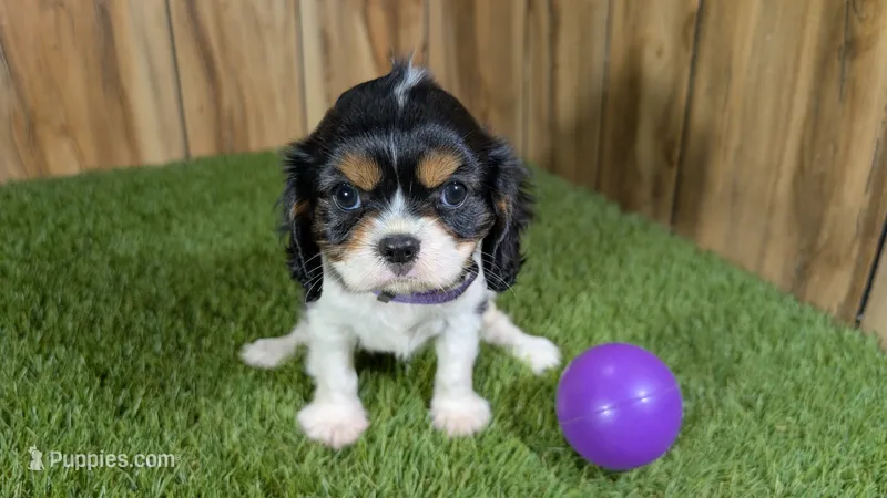 Boots Girl 2 – Cavalier King Charles Spaniel puppy for sale in Halfway, MO