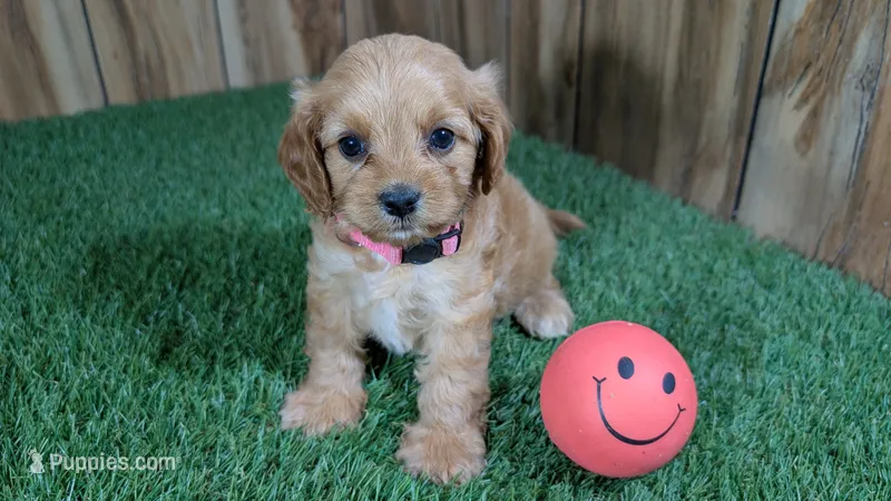 Lyla Girl 3 – Cavapoo puppy for sale in Halfway, MO