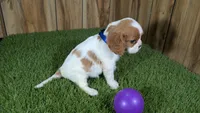 Carmella Girl 2, a female Cavalier King Charles Spaniel for sale in Halfway, MO – 4 of 4