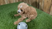 Sky Boy 1, a male Cavapoo for sale in Halfway, MO – 4 of 4