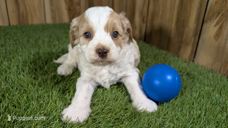 Lizzy Boy 1 – Cavapoo puppy for sale in Halfway, MO