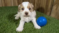 Lizzy Boy 1, a male Cavapoo for sale in Halfway, MO – 1 of 5