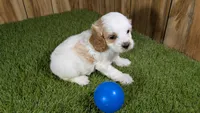 Lyla Boy 1, a male Cavapoo for sale in Halfway, MO – 4 of 5