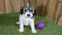 Gabby Girl 1, a female Cavapoo for sale in Halfway, MO – 2 of 5