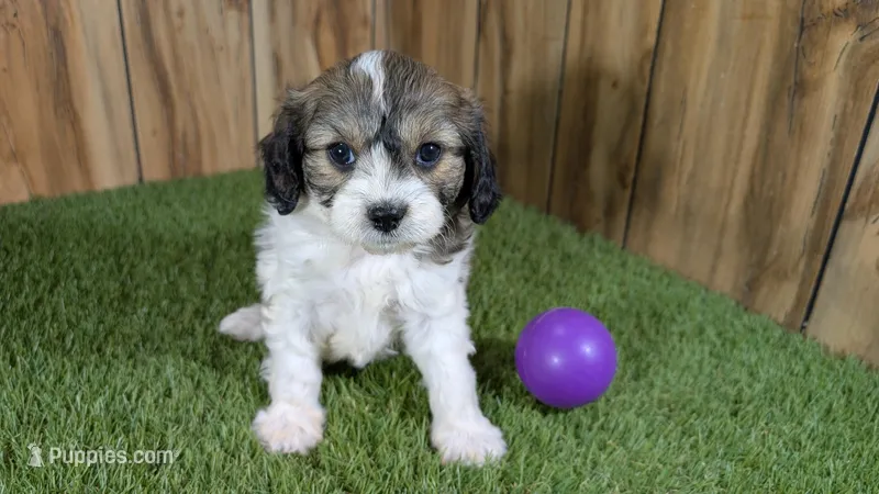 Gabby Girl 1 – Cavapoo puppy for sale in Halfway, MO