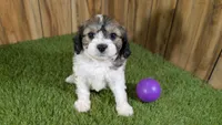Gabby Girl 1, a female Cavapoo for sale in Halfway, MO – 3 of 5
