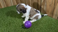 Gabby Girl 1, a female Cavapoo for sale in Halfway, MO – 4 of 5