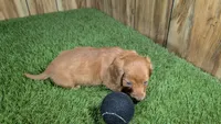 Tilly Boy 1, a male Miniature Dachshund for sale in Halfway, MO – 5 of 5