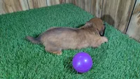 Mylie Girl 1, a female Miniature Dachshund for sale in Halfway, MO – 4 of 4