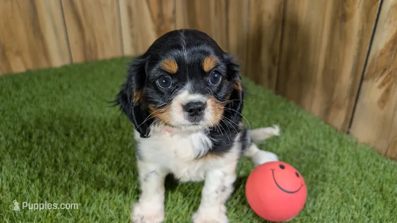 Bessie Girl 1 – Cavalier King Charles Spaniel puppy for sale in Halfway, MO