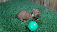 Tilly Boy 3, a male Miniature Dachshund for sale in Halfway, MO – 3 of 5