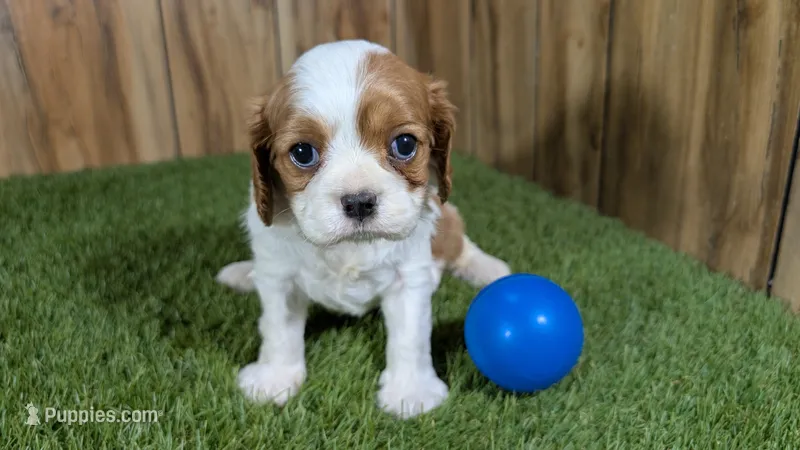 Lava Boy 1 – Cavalier King Charles Spaniel puppy for sale in Halfway, MO