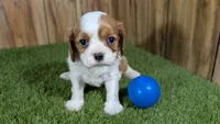 Lava Boy 1, a male Cavalier King Charles Spaniel for sale in Halfway, MO – 1 of 4
