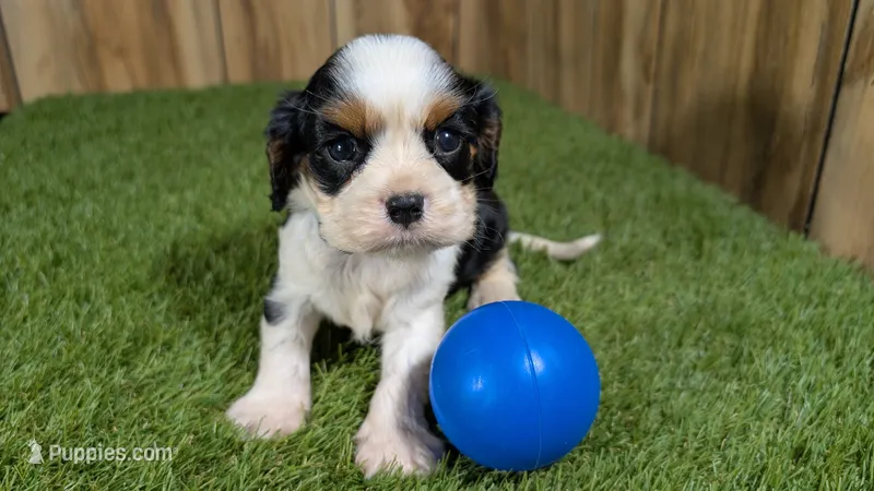 Beth boy 4 – Cavalier King Charles Spaniel puppy for sale in Halfway, MO