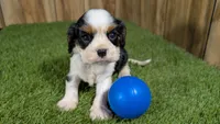 Beth boy 4, a male Cavalier King Charles Spaniel for sale in Halfway, MO – 1 of 5