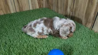 Crackers Boy 1, a male Miniature Dachshund for sale in Halfway, MO – 4 of 5