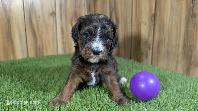 Mabel Girl 4 – Cavapoo puppy for sale in Halfway, MO