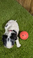 Boots Girl 1, a female Cavalier King Charles Spaniel for sale in Halfway, MO – 3 of 5