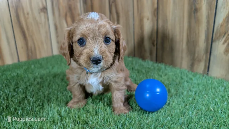 Annie's Boy 1 – Cavapoo puppy for sale in Halfway, MO