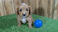 Annie's Boy 1, a male Cavapoo for sale in Halfway, MO – Photo 1 of 5
