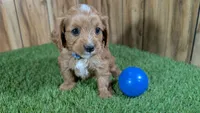 Annie's Boy 1, a male Cavapoo for sale in Halfway, MO – Photo 3 of 5