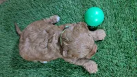Sprinkles Boy 2, a male Cavapoo for sale in Halfway, MO – Photo 2 of 5