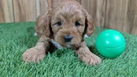 Sprinkles Boy 2, a male Cavapoo for sale in Halfway, MO – Photo 1 of 5