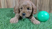 Sprinkles Boy 2, a male Cavapoo for sale in Halfway, MO – Photo 3 of 5