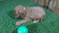 Sprinkles Boy 2, a male Cavapoo for sale in Halfway, MO – Photo 4 of 5