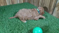 Sprinkles Boy 2, a male Cavapoo for sale in Halfway, MO – Photo 5 of 5
