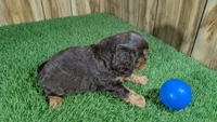 Hannah Boy 1, a male Cavalier King Charles Spaniel for sale in Halfway, MO – 4 of 5