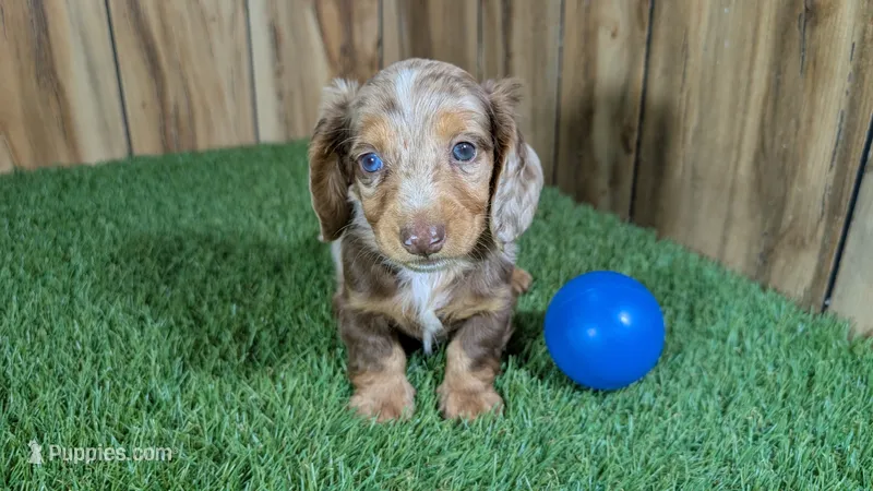 Crackers Boy 1 – Miniature Dachshund puppy for sale in Halfway, MO