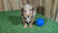 Crackers Boy 1, a male Miniature Dachshund for sale in Halfway, MO – 1 of 5