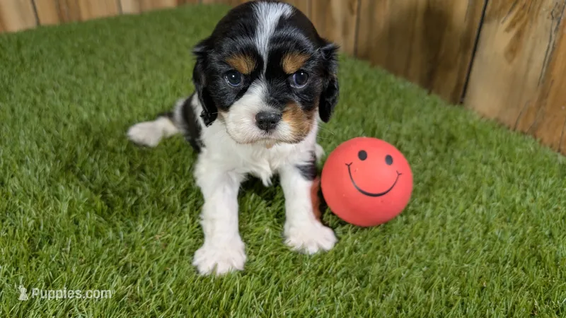 Gracie Girl 1 – Cavalier King Charles Spaniel puppy for sale in Halfway, MO