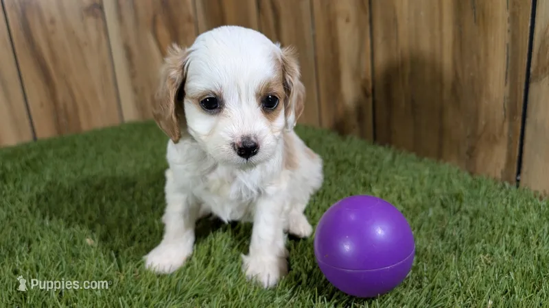 Annie Girl 1  – Cavapoo puppy for sale in Halfway, MO
