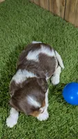 Hannah Boy 2, a male Cavalier King Charles Spaniel for sale in Halfway, MO – 4 of 6